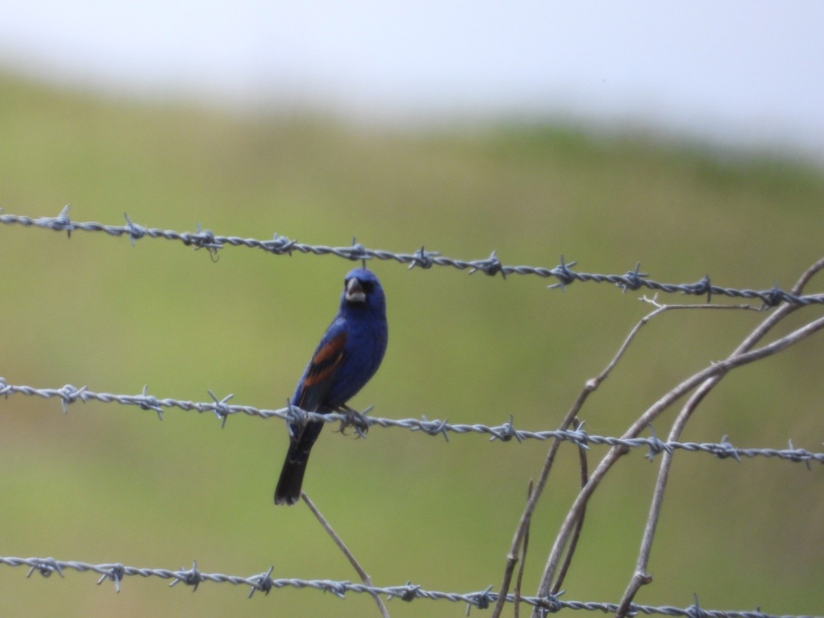Blue Grosbeak - ML634241179