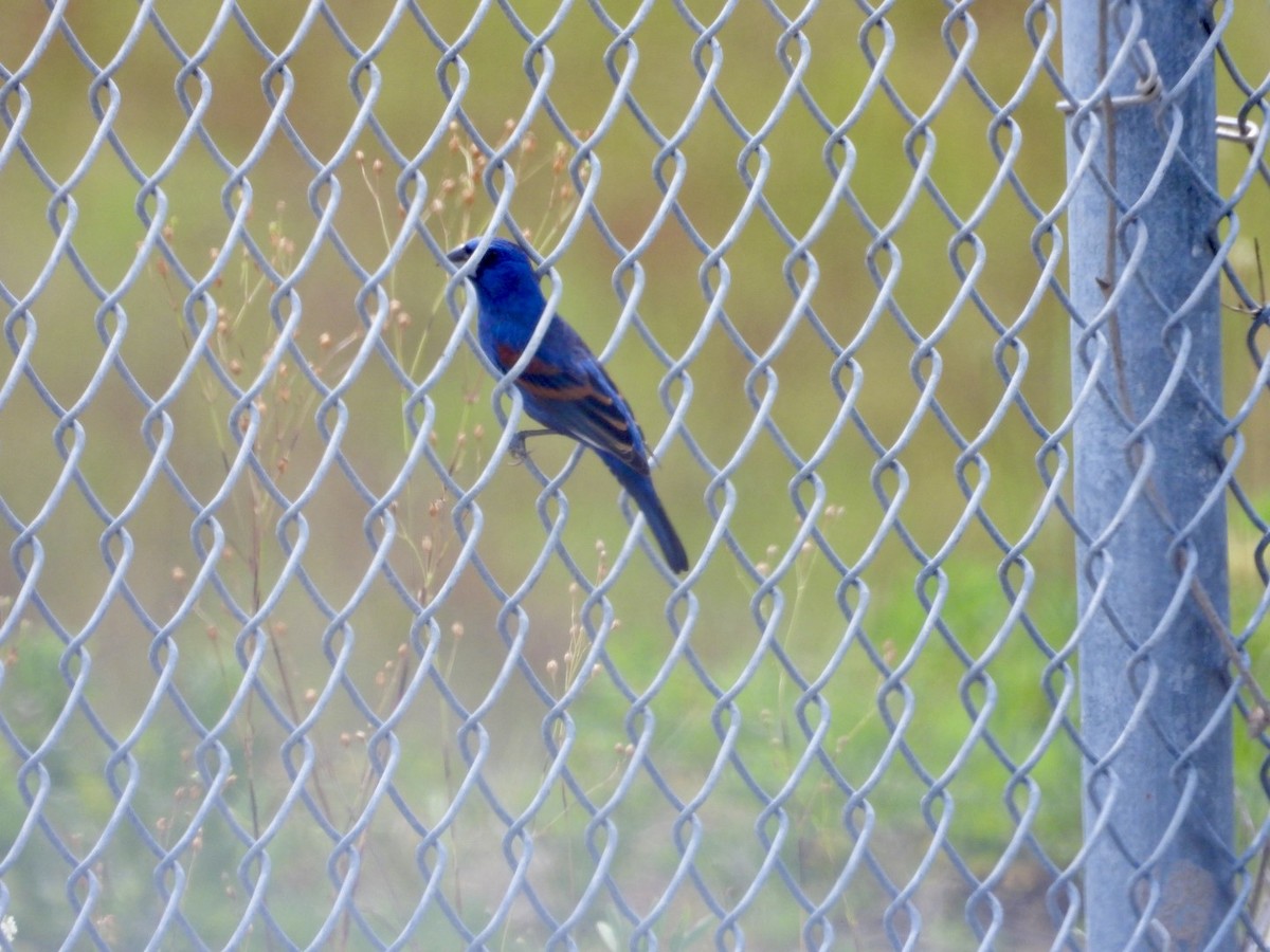 Blue Grosbeak - ML634241180
