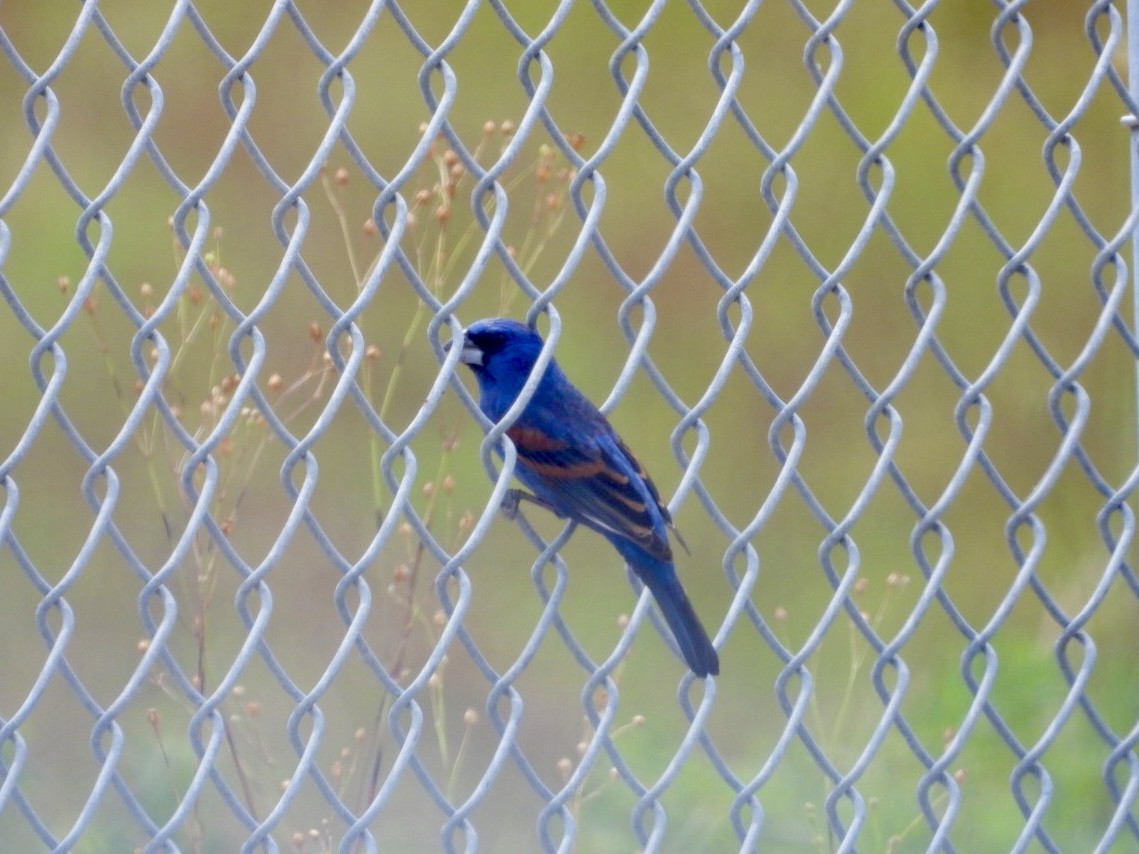 Blue Grosbeak - ML634241181