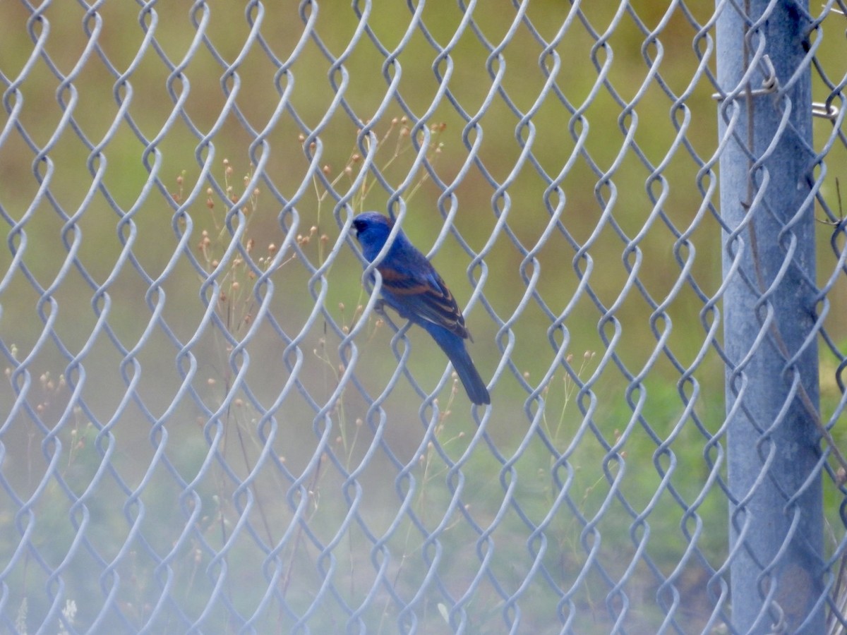 Blue Grosbeak - ML634241182