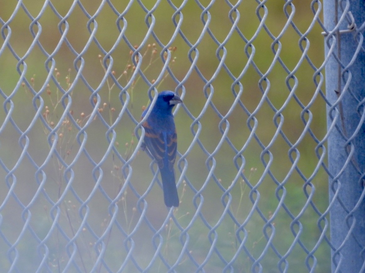 Blue Grosbeak - ML634241183