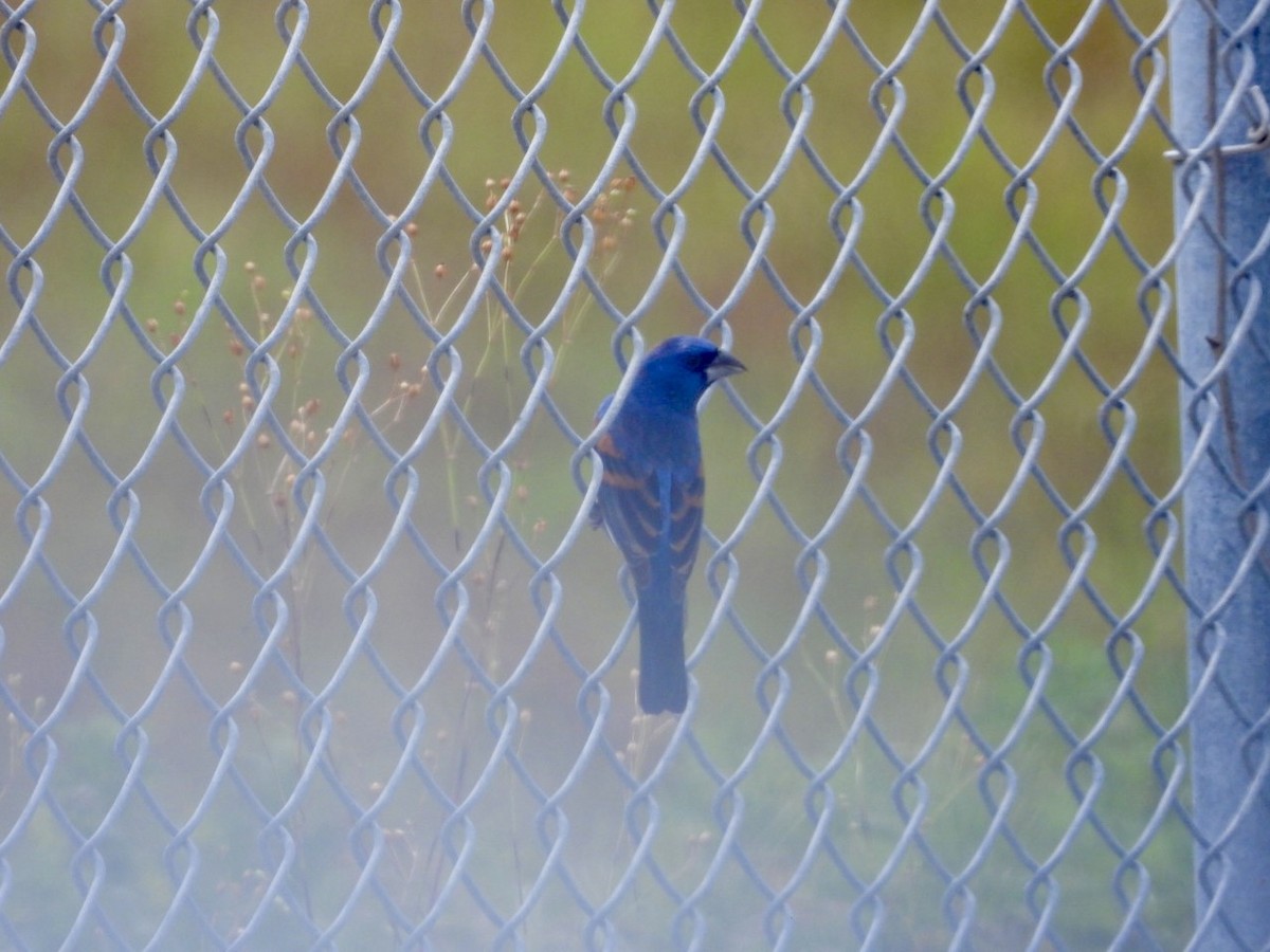 Blue Grosbeak - ML634241184