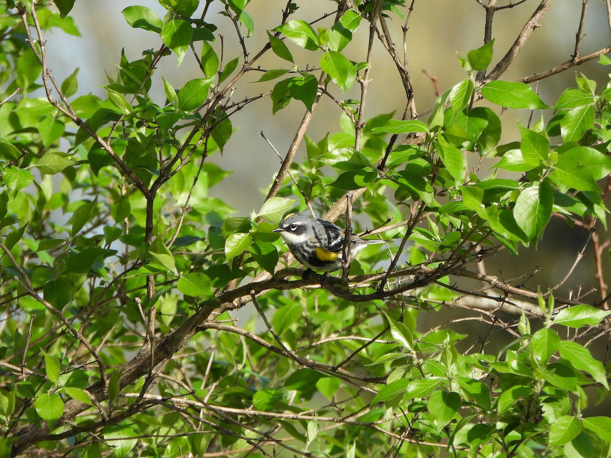 Yellow-rumped Warbler - ML634241194