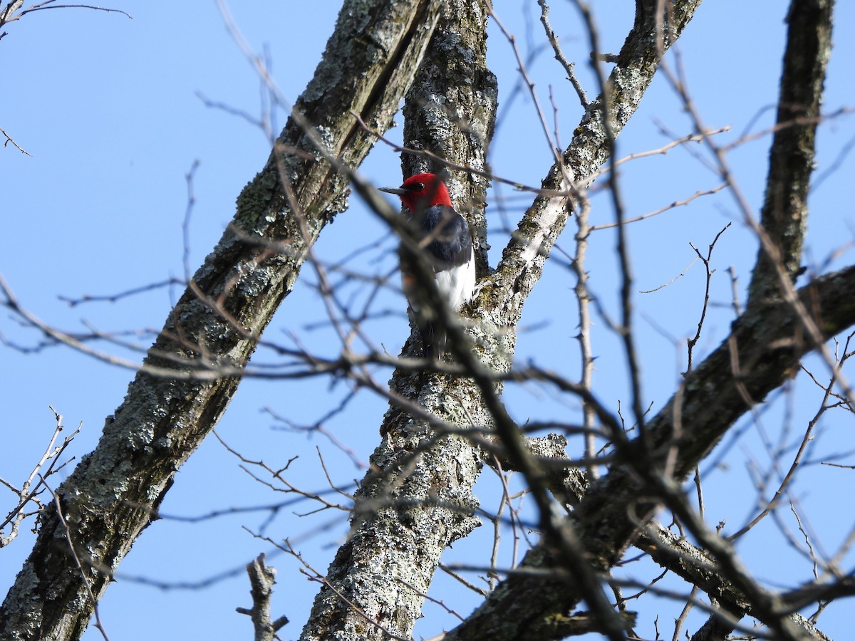 Red-headed Woodpecker - ML634241211