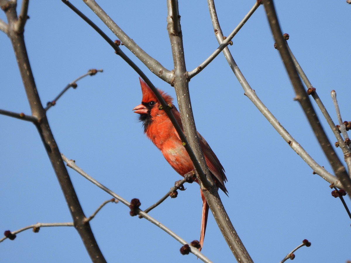 Northern Cardinal - ML634241223