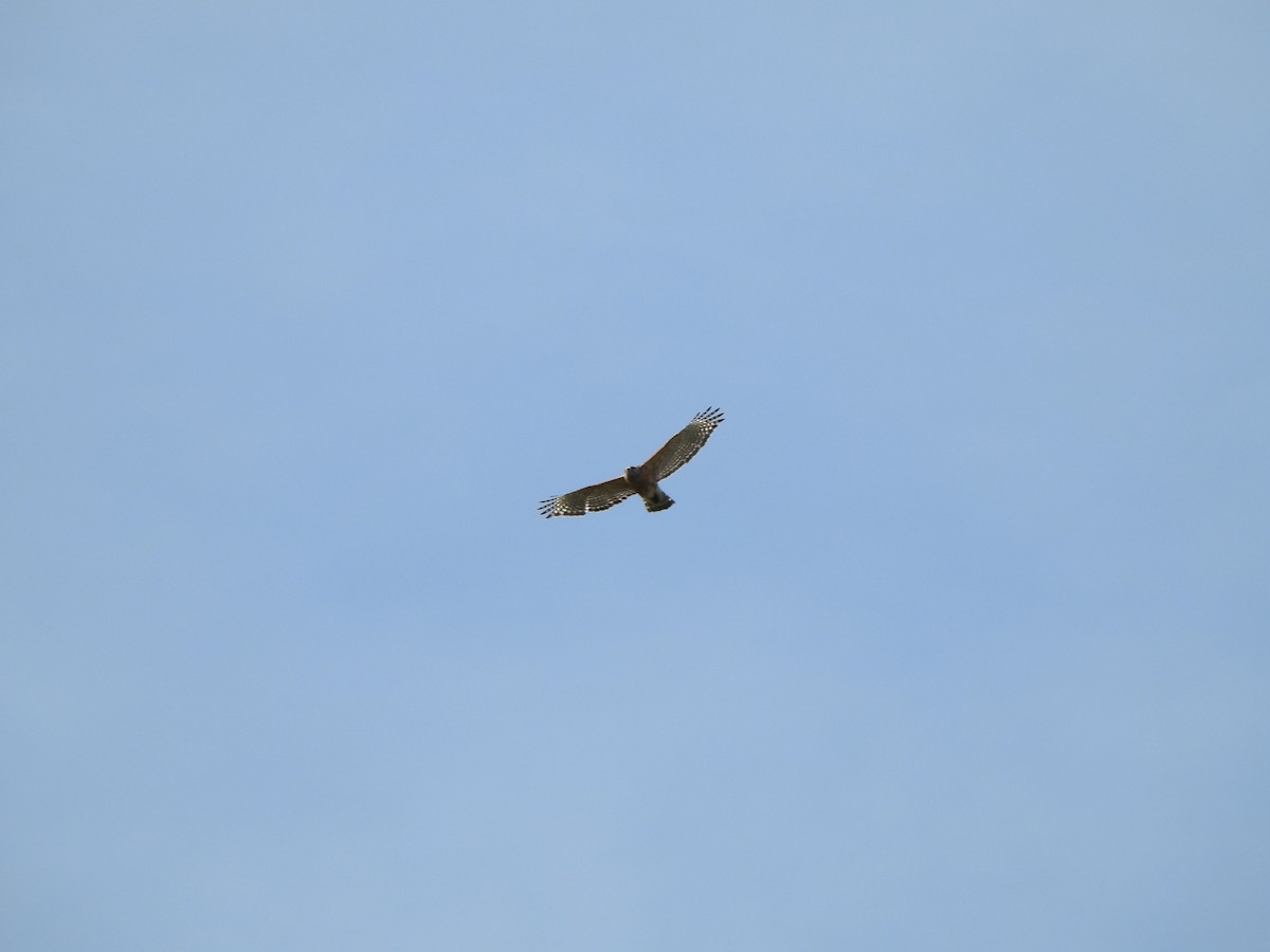 Red-shouldered Hawk - ML634241235