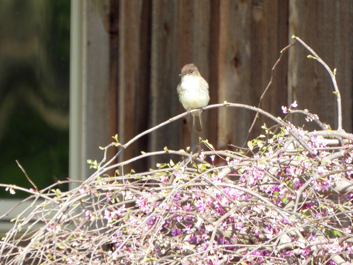 Eastern Phoebe - ML634241250