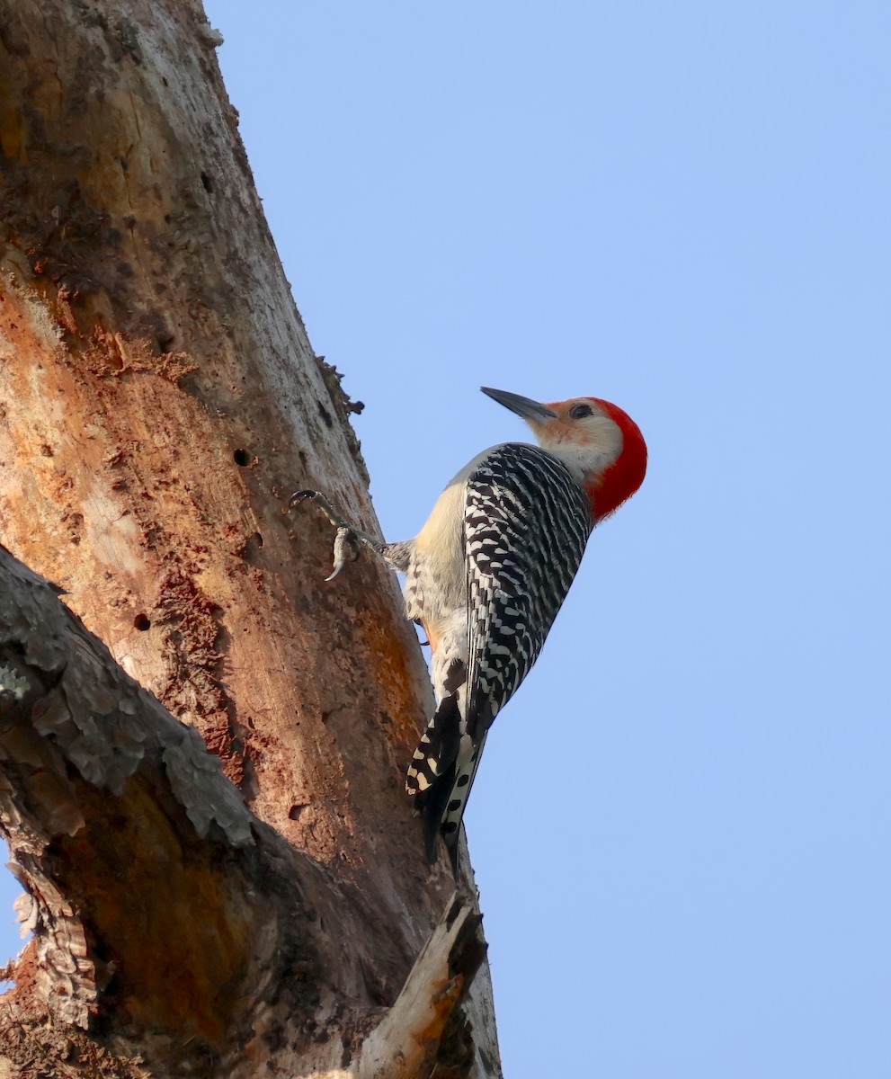 Red-bellied Woodpecker - ML634241394