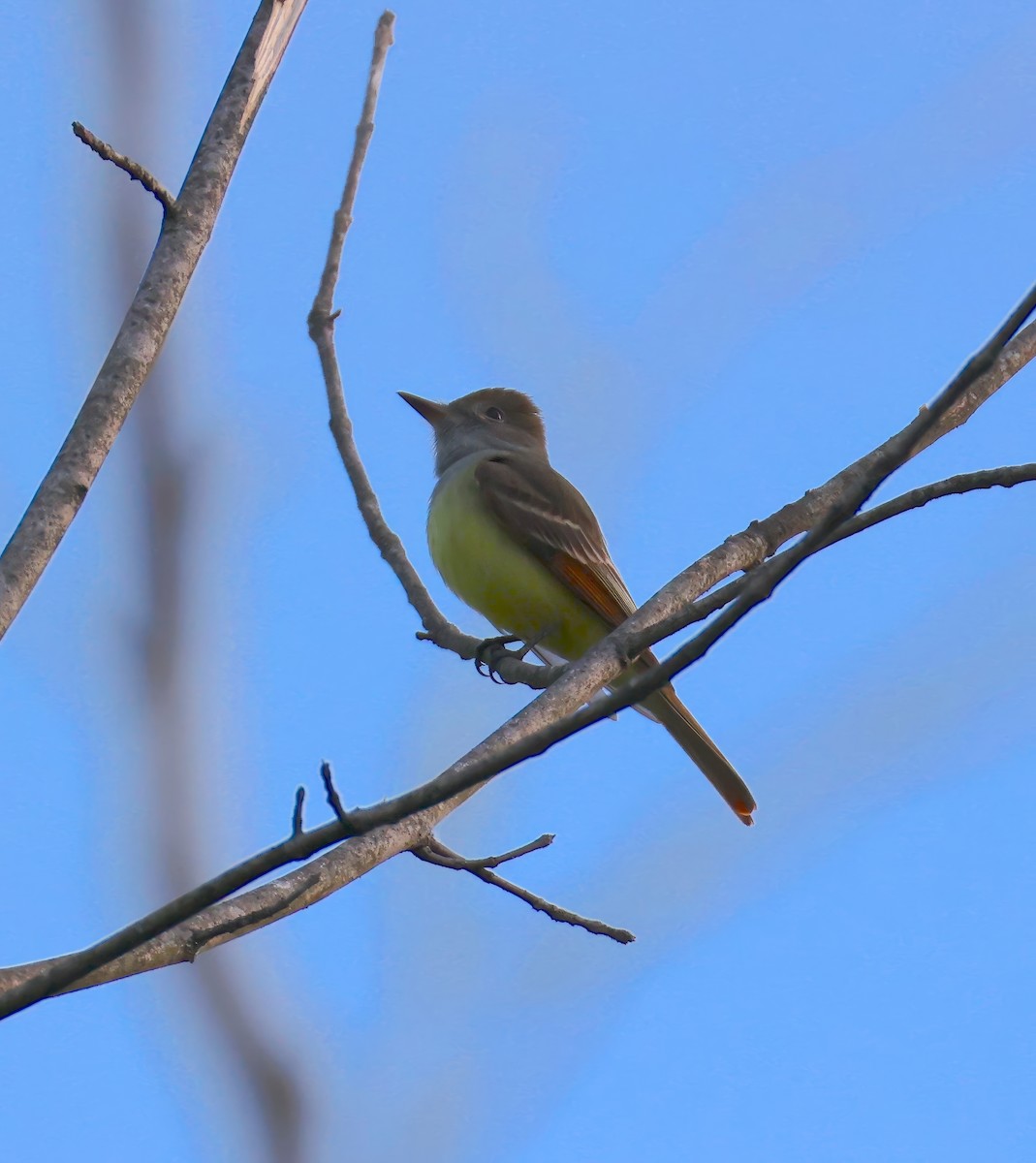 Great Crested Flycatcher - ML634241425