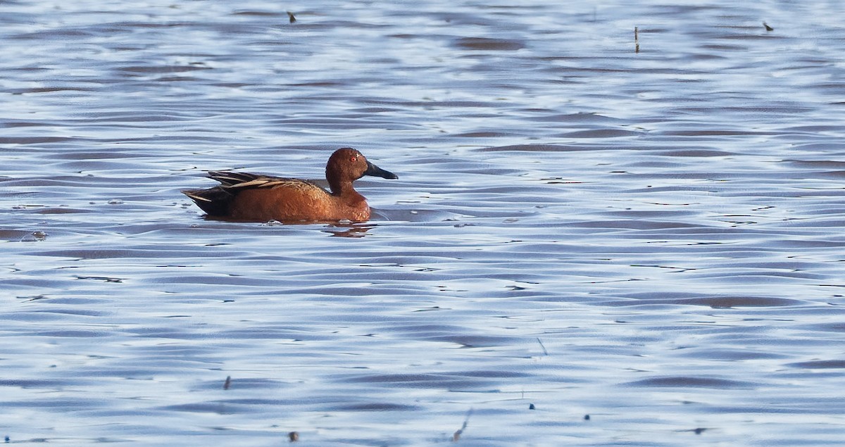 Cinnamon Teal - ML634241430