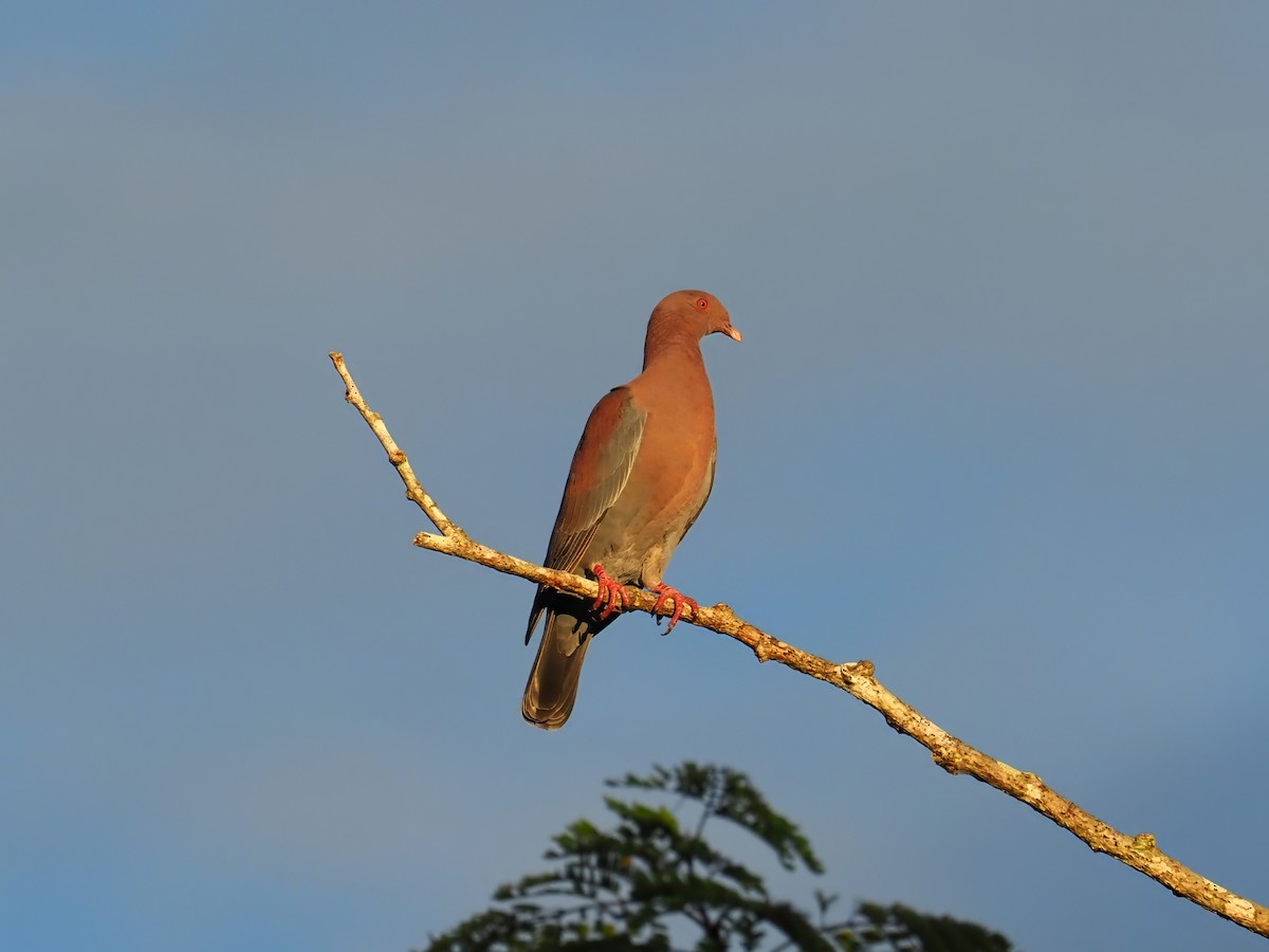Red-billed Pigeon - ML634241453