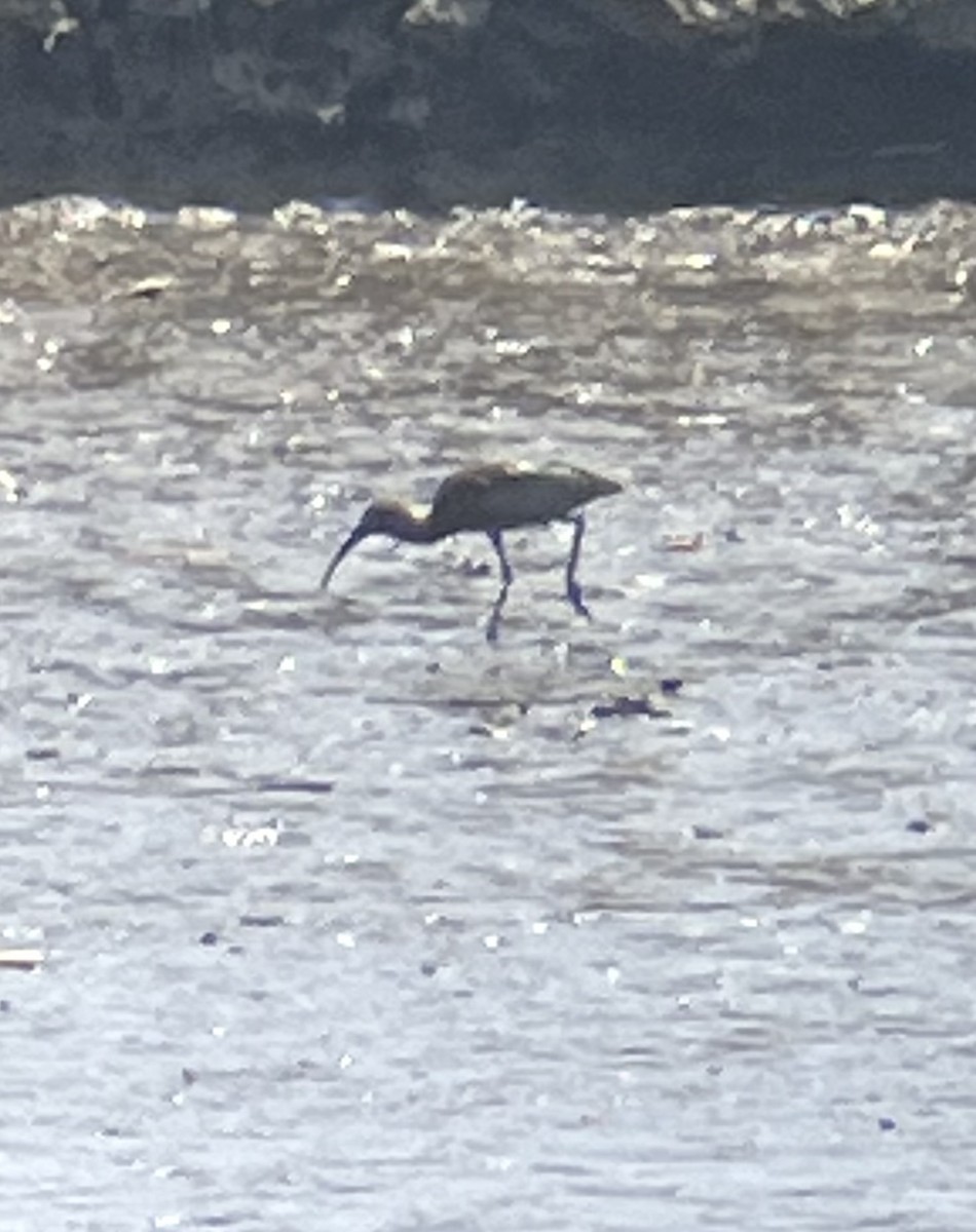 ibis hnědý - ML634241733