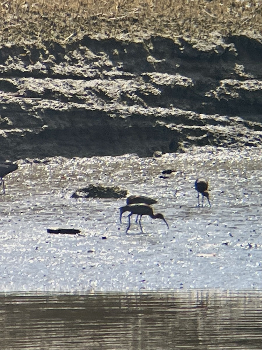 ibis hnědý - ML634241734