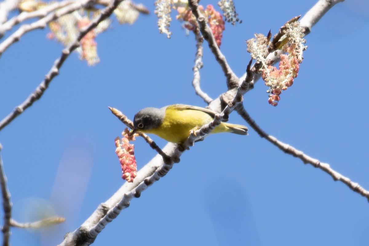 Nashville Warbler - ML634241740