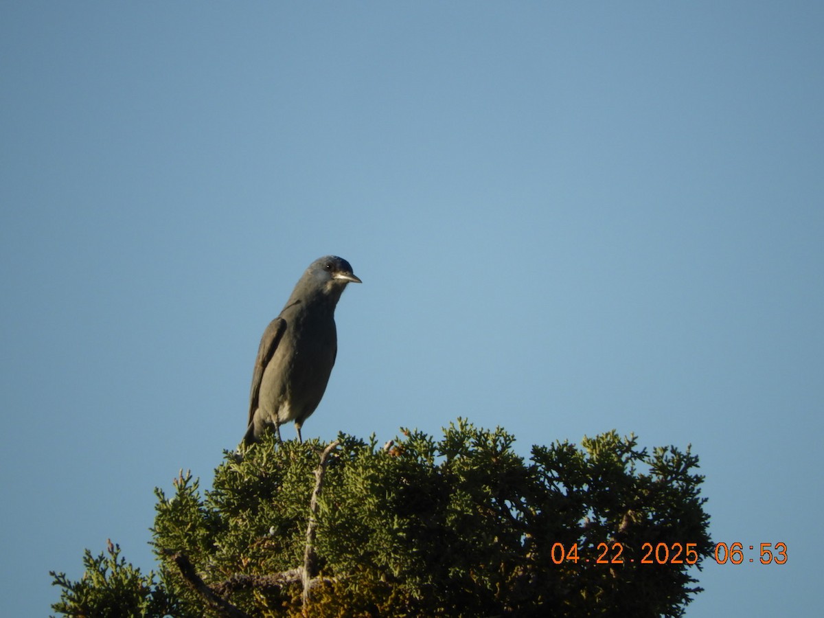 Pinyon Jay - ML634241760