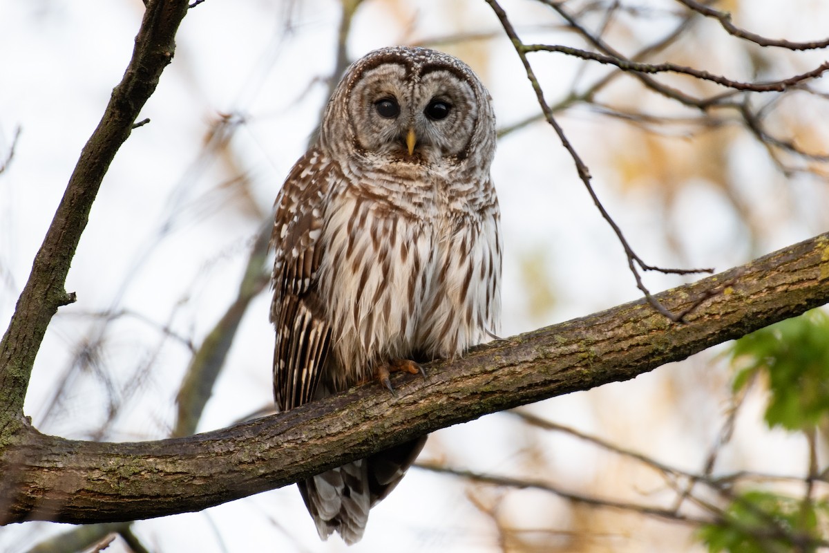Barred Owl - ML634241770