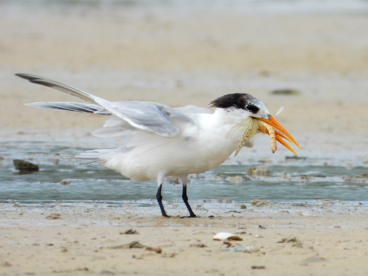 Lesser Crested Tern - ML634241773