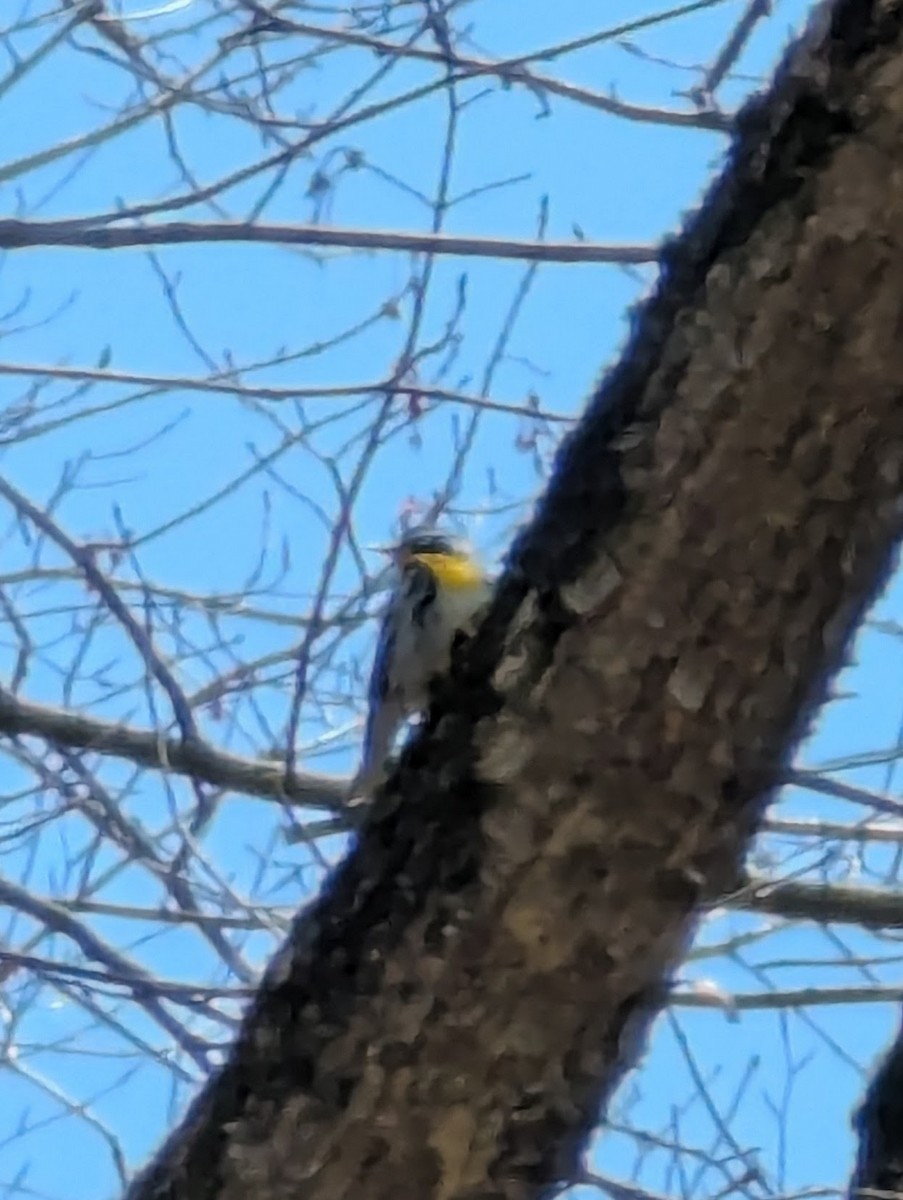 gulstrupeparula - ML634241794