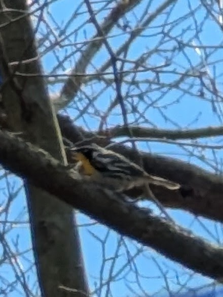 gulstrupeparula - ML634241795