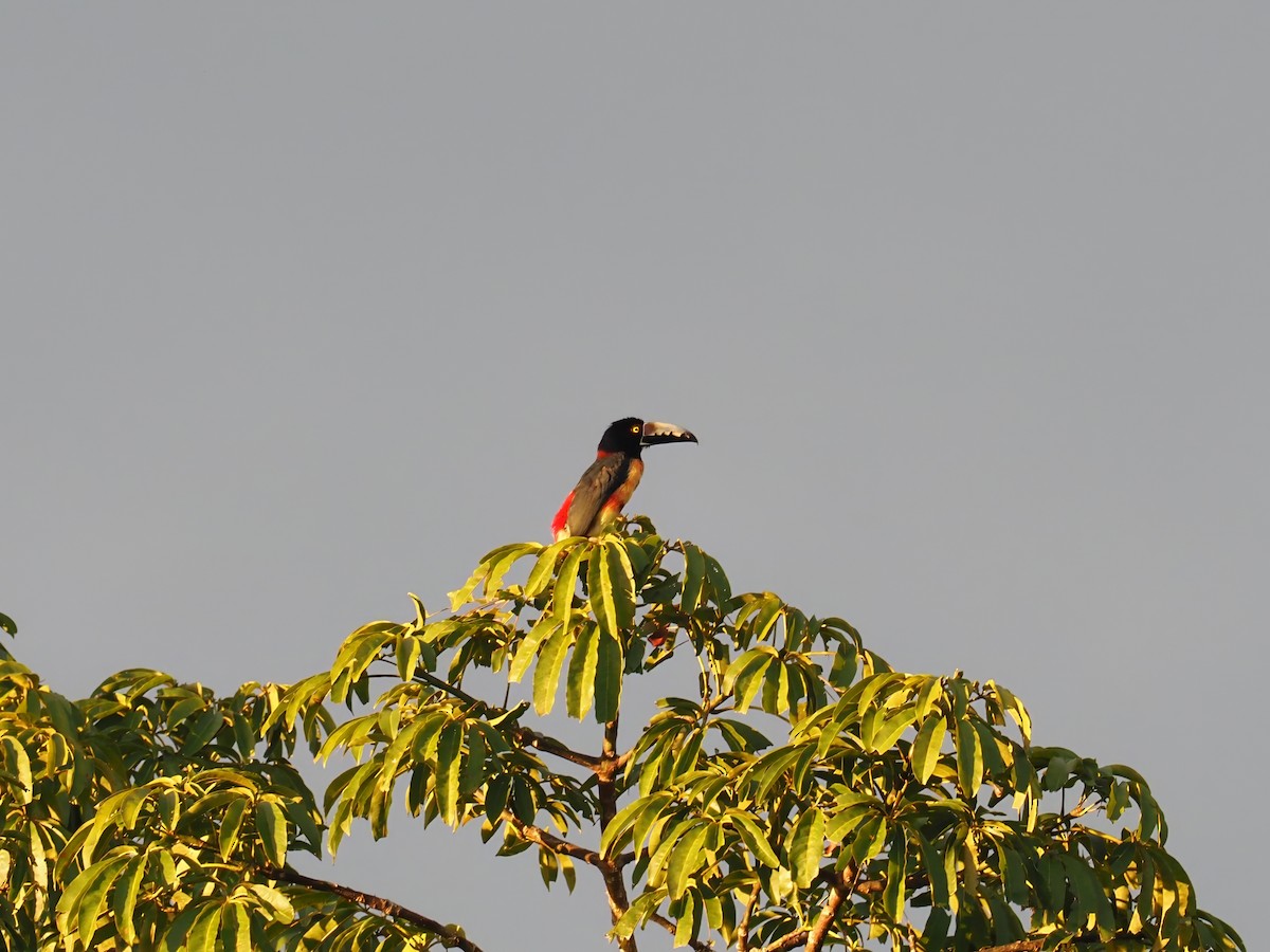 Collared Aracari - ML634241803