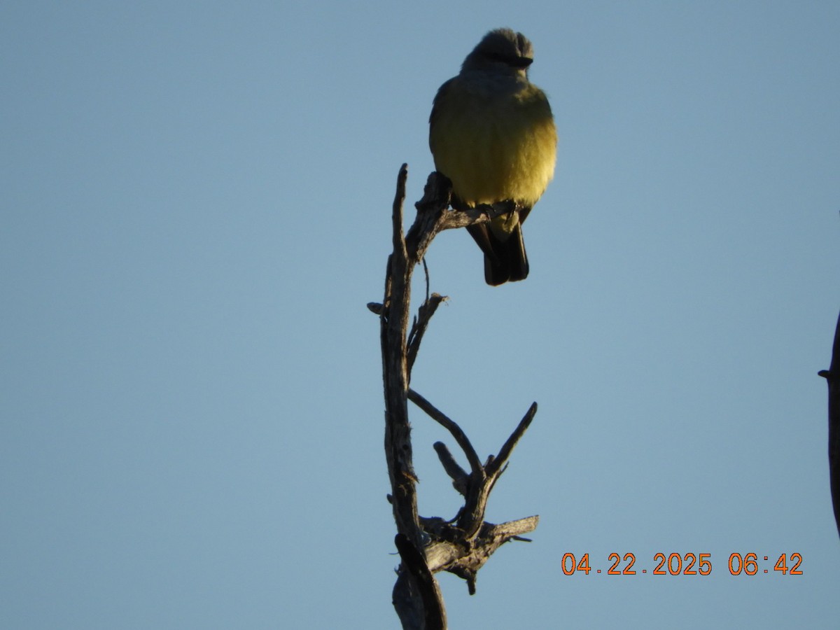 Western Kingbird - ML634241811