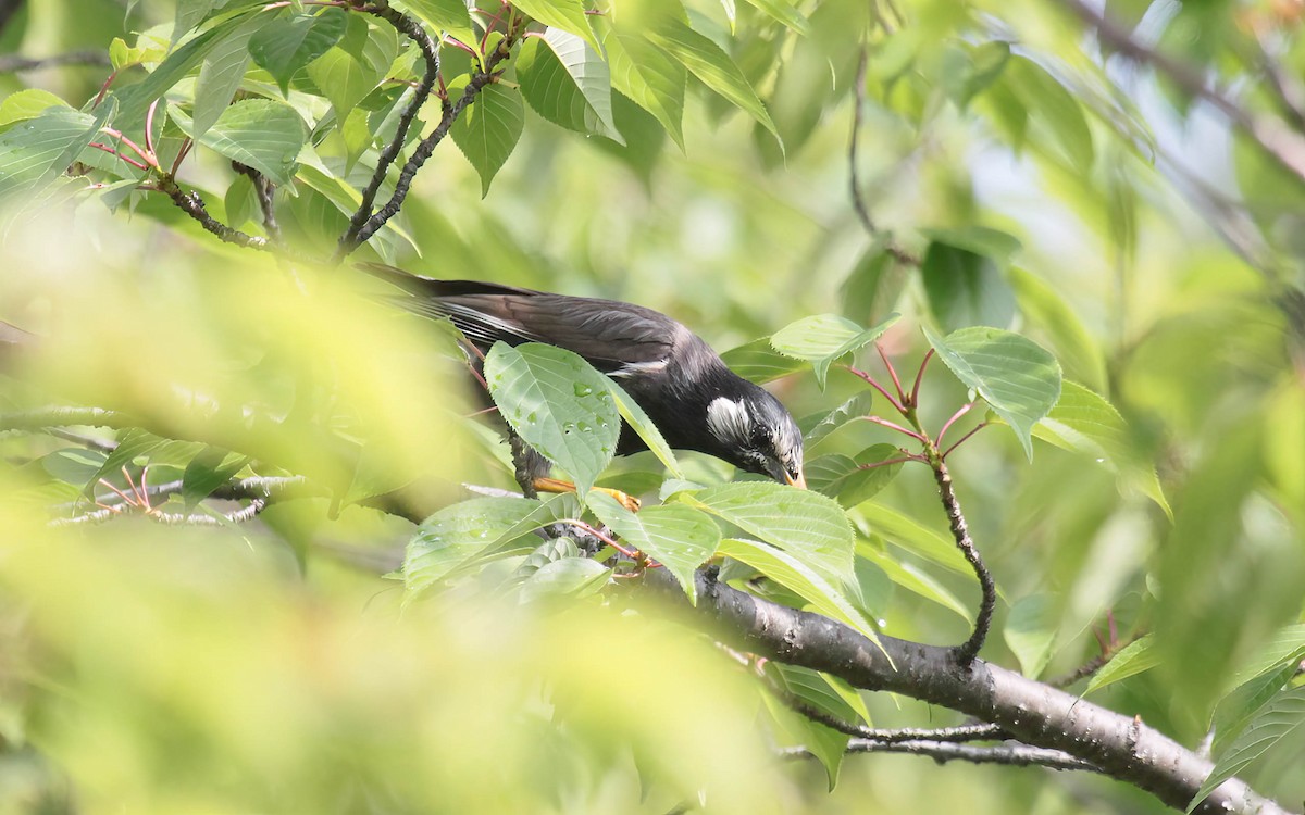 White-cheeked Starling - ML634242014