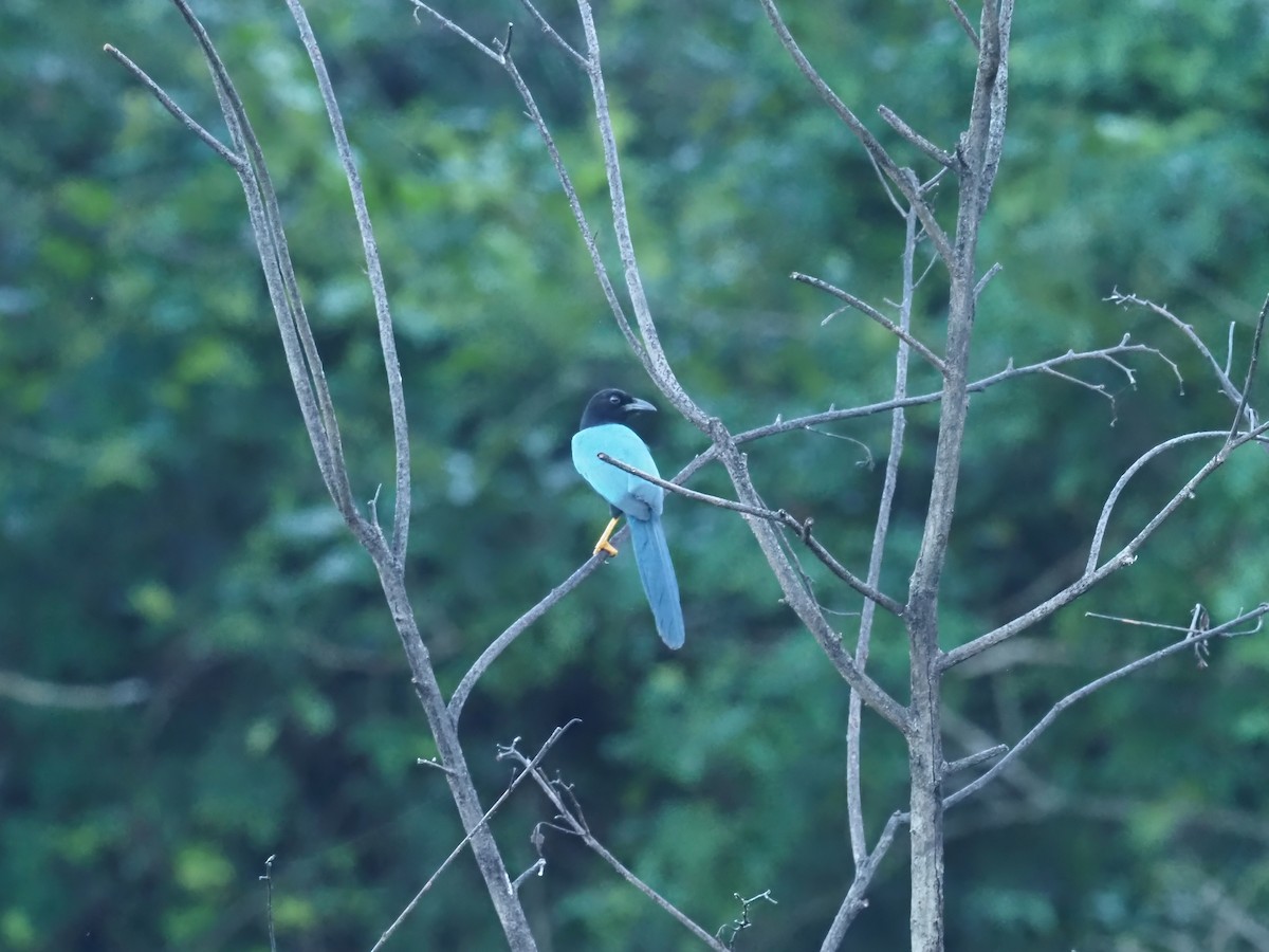 Yucatan Jay - ML634242148