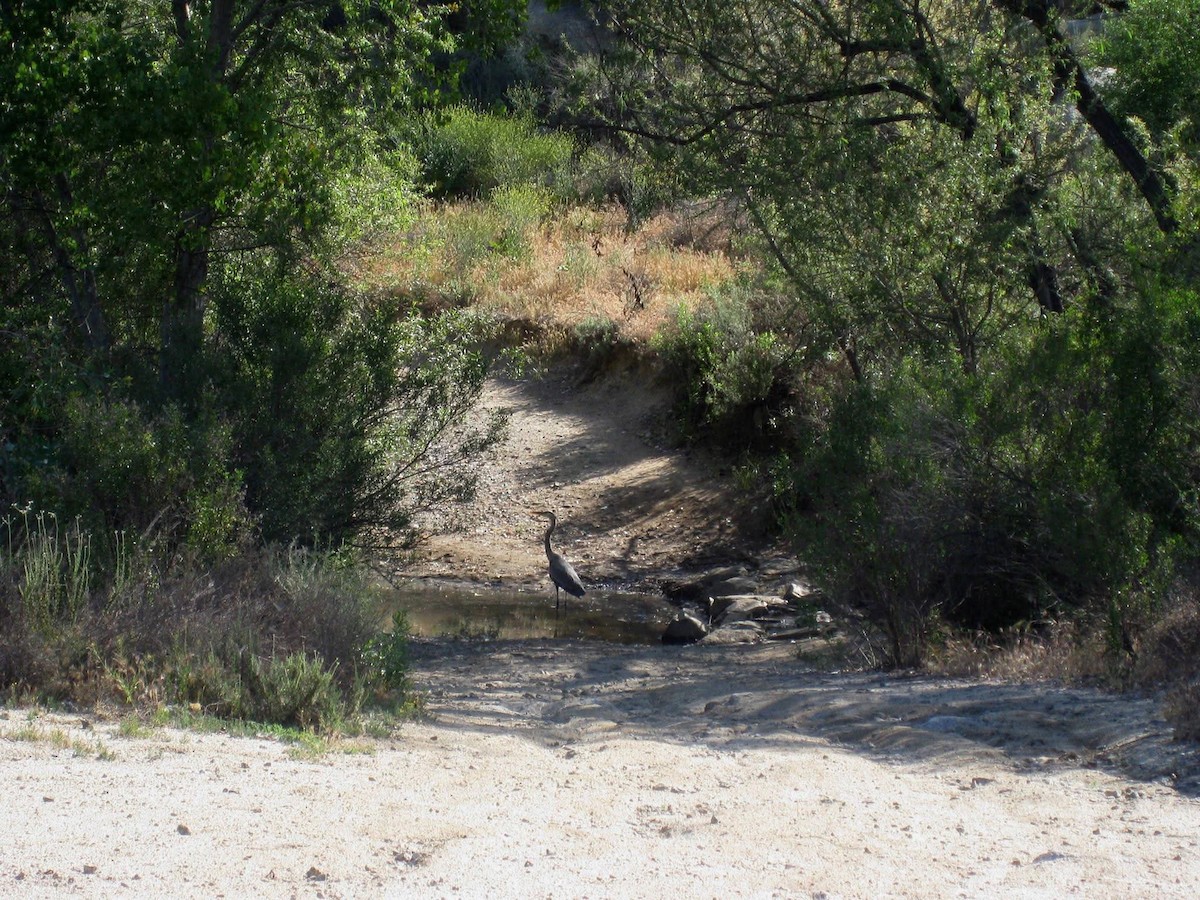 Great Blue Heron - ML634242195