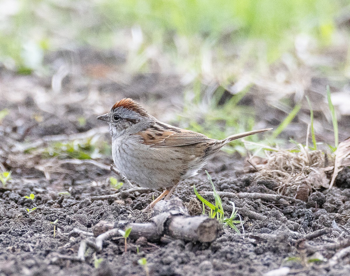 Swamp Sparrow - ML634242226