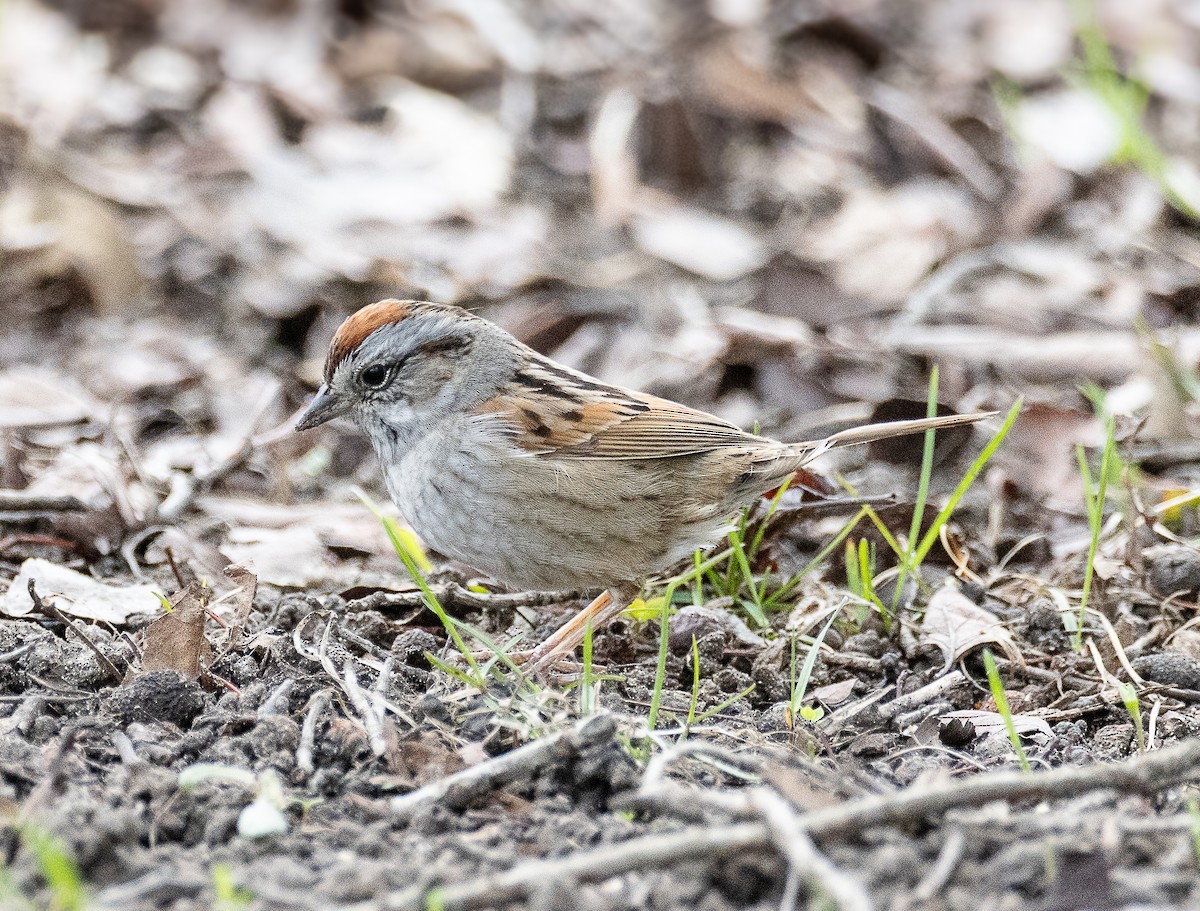 Swamp Sparrow - ML634242227