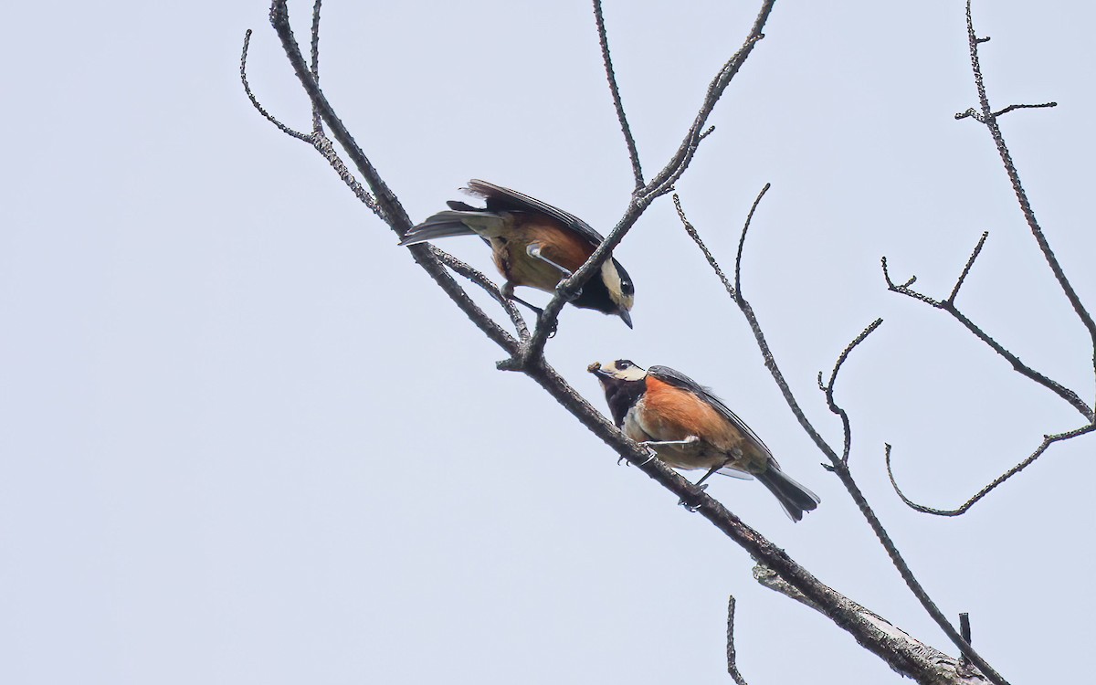 Varied Tit - ML634242236