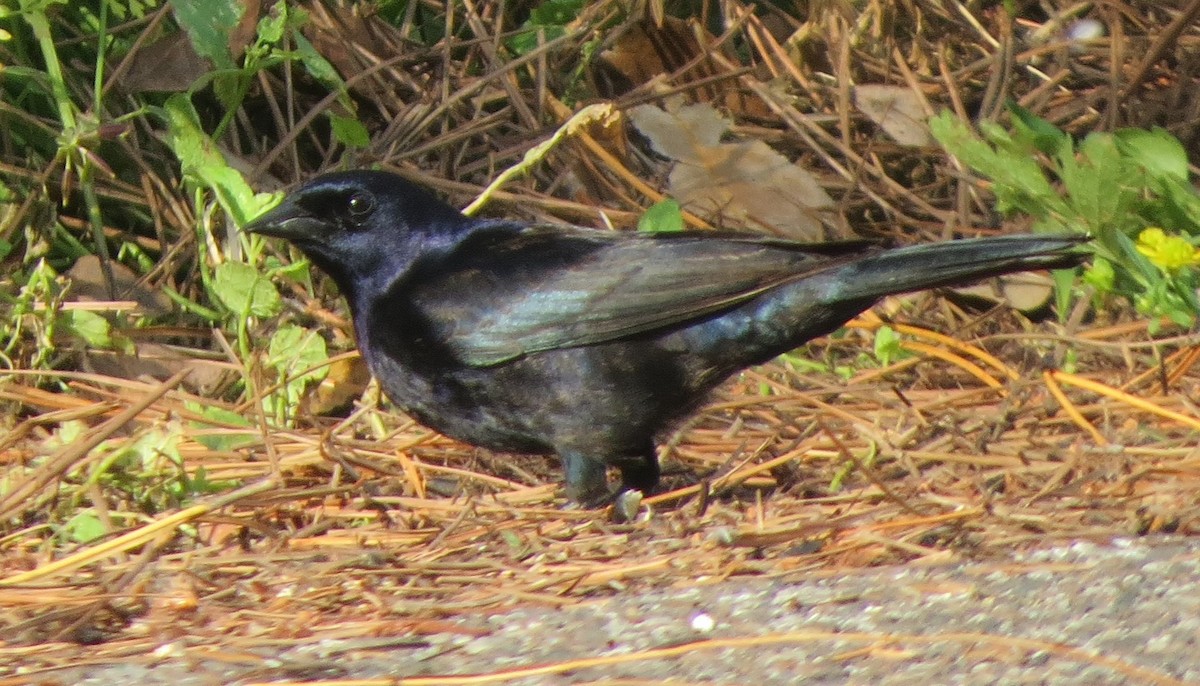 Shiny Cowbird - ML634242247