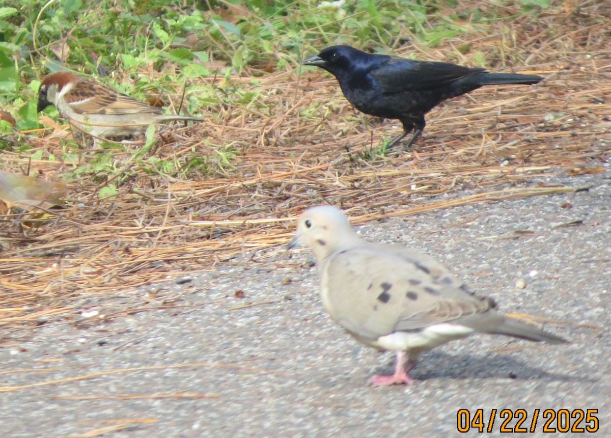 Shiny Cowbird - ML634242291