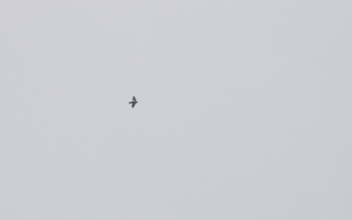 House Swift - ML634242348
