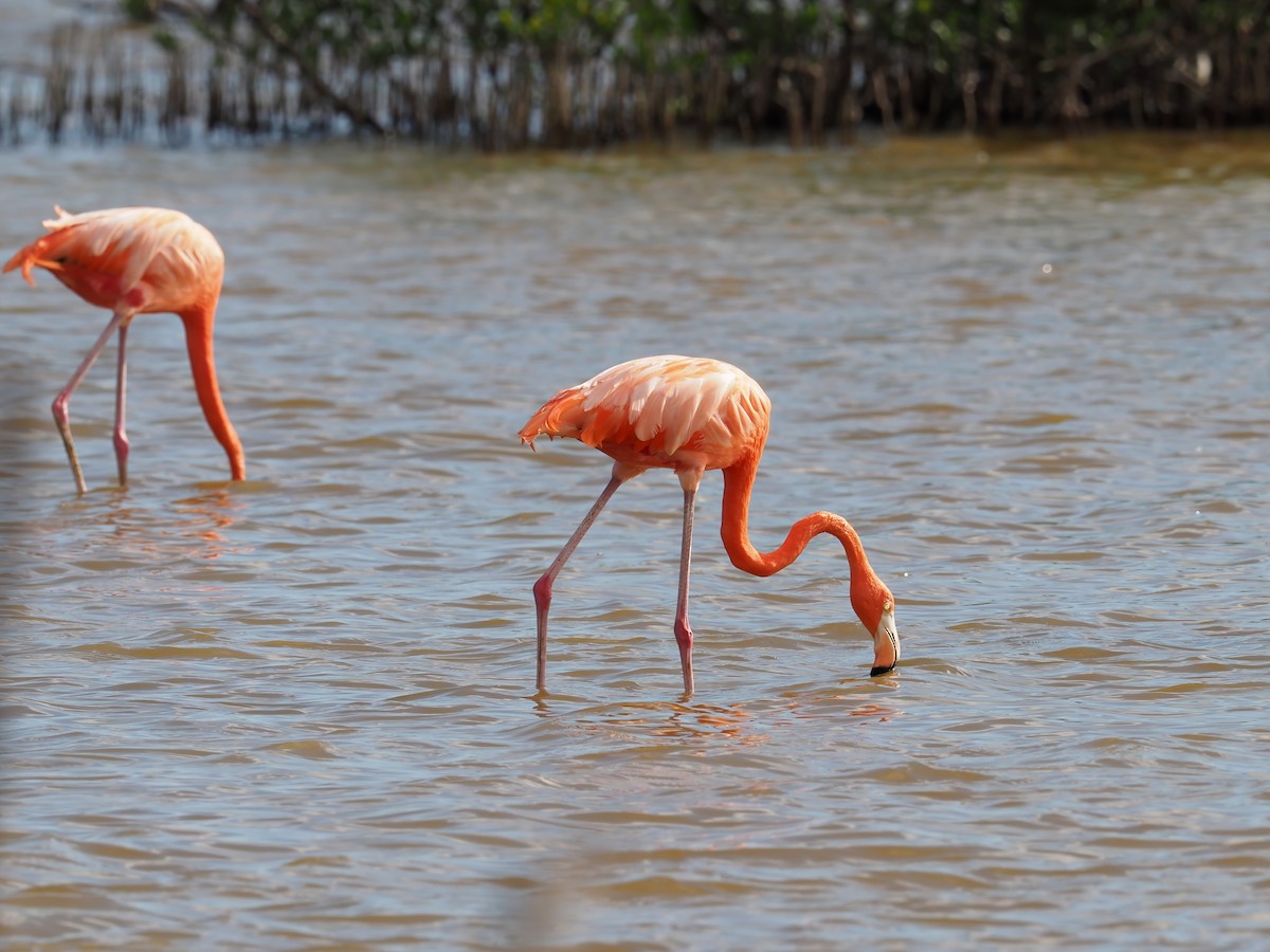 American Flamingo - ML634242357