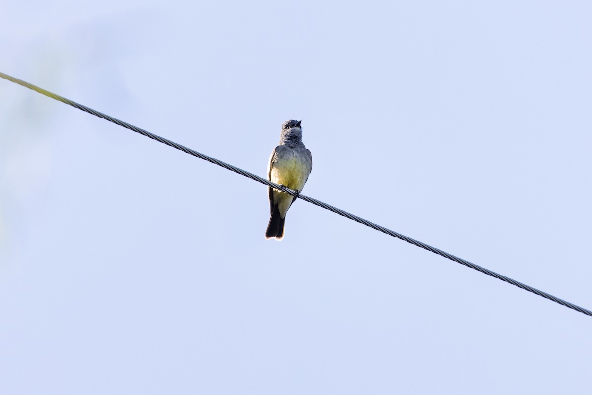Cassin's Kingbird - ML634242436