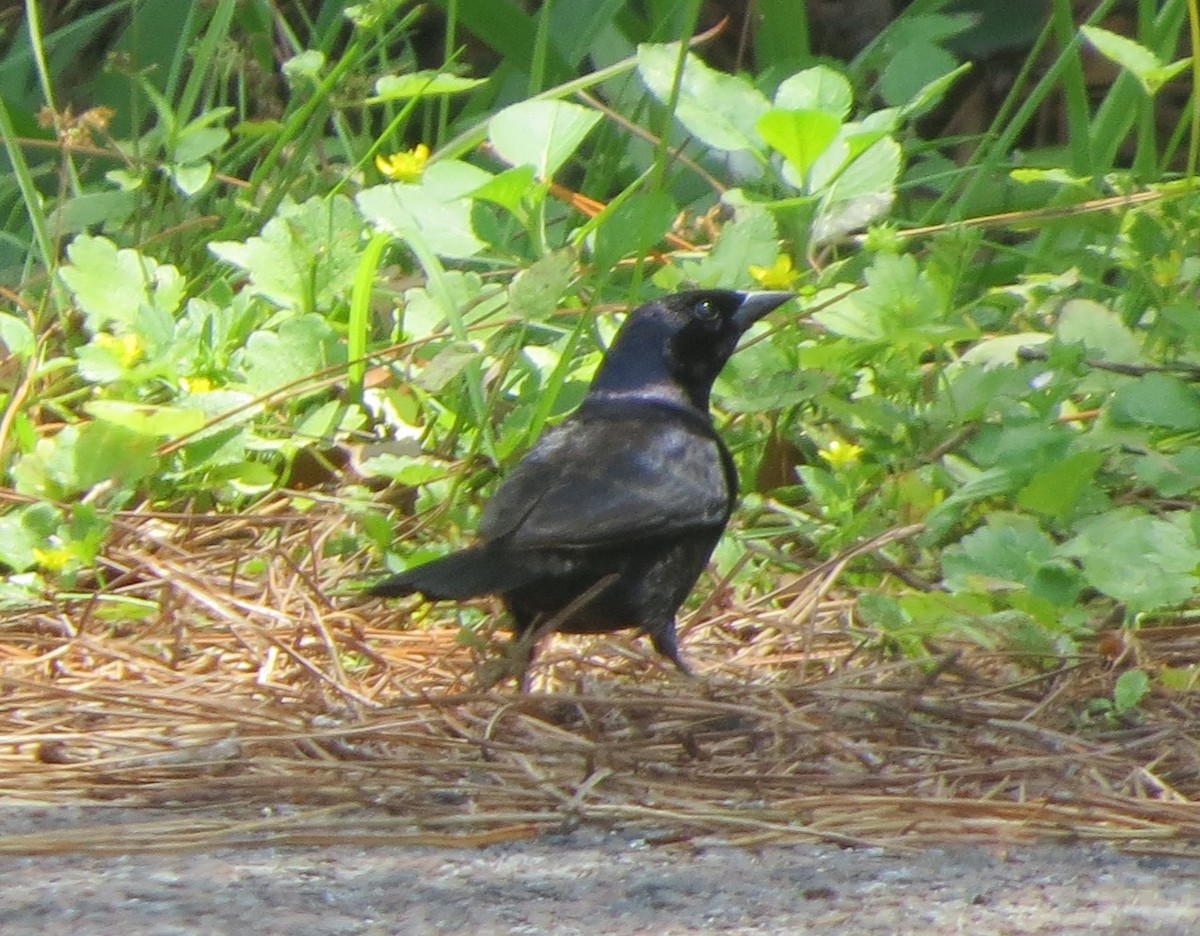 Shiny Cowbird - ML634242457