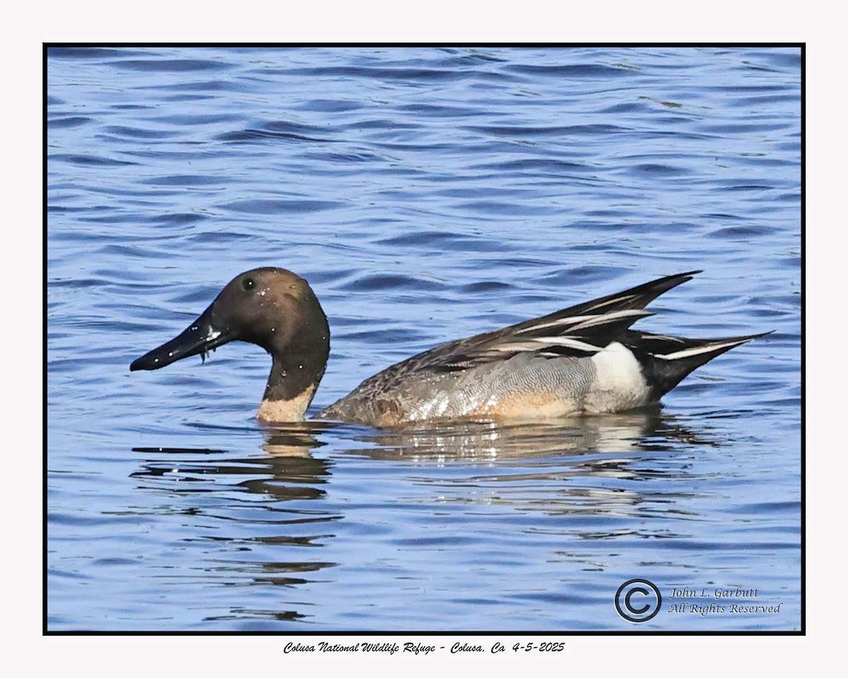 Northern Shoveler x Northern Pintail (hybrid) - Mike Peters