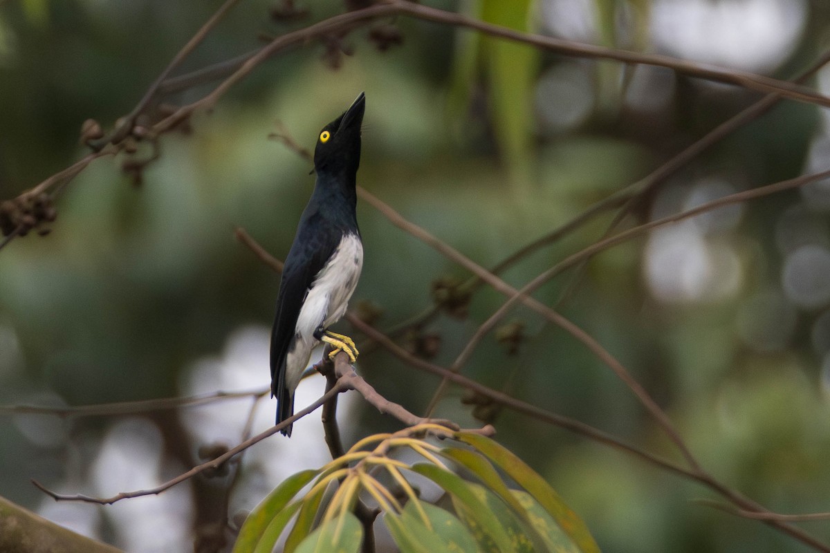 Black-and-white Shrike-flycatcher - ML634242557