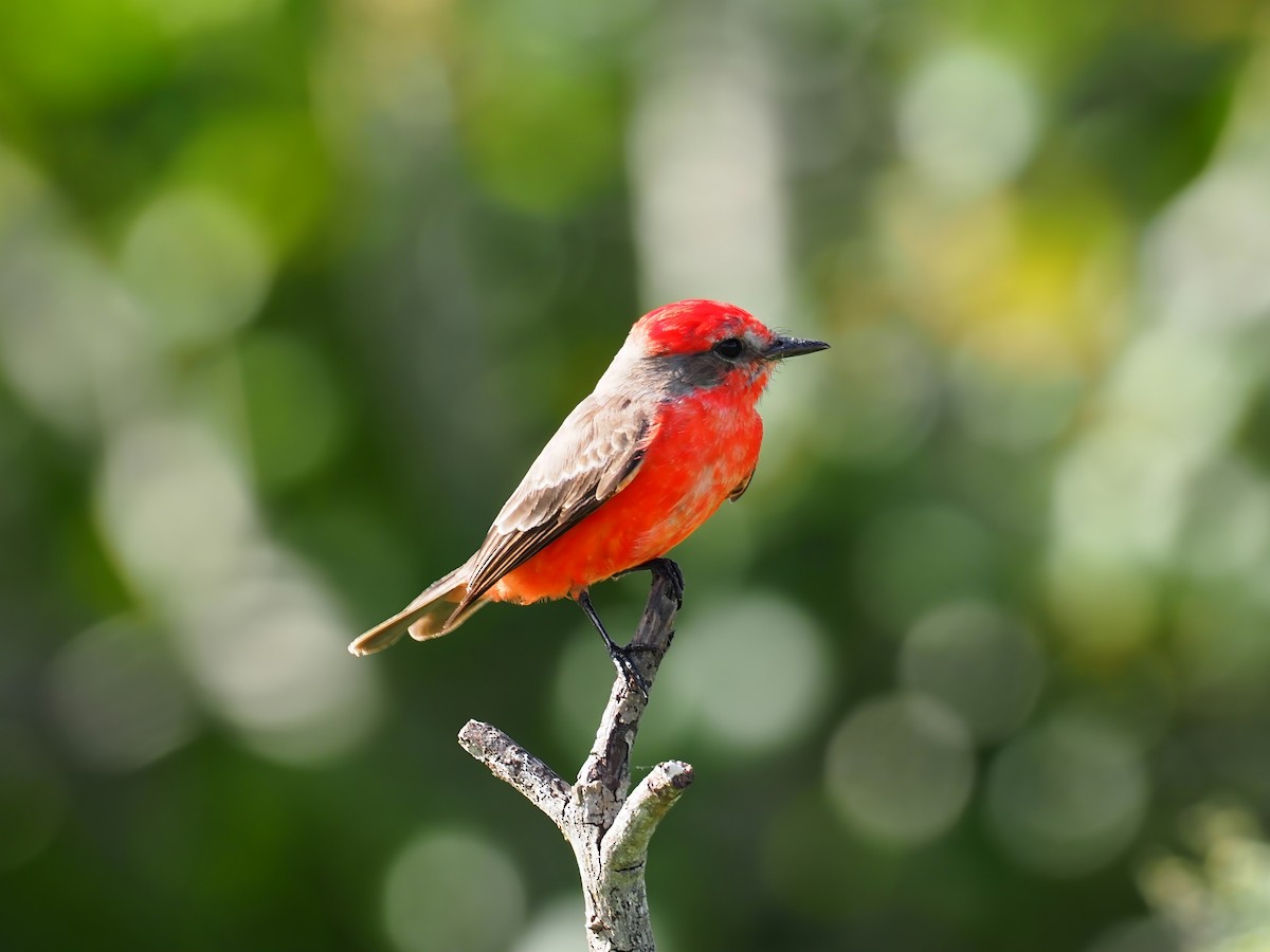 Vermilion Flycatcher - ML634242585