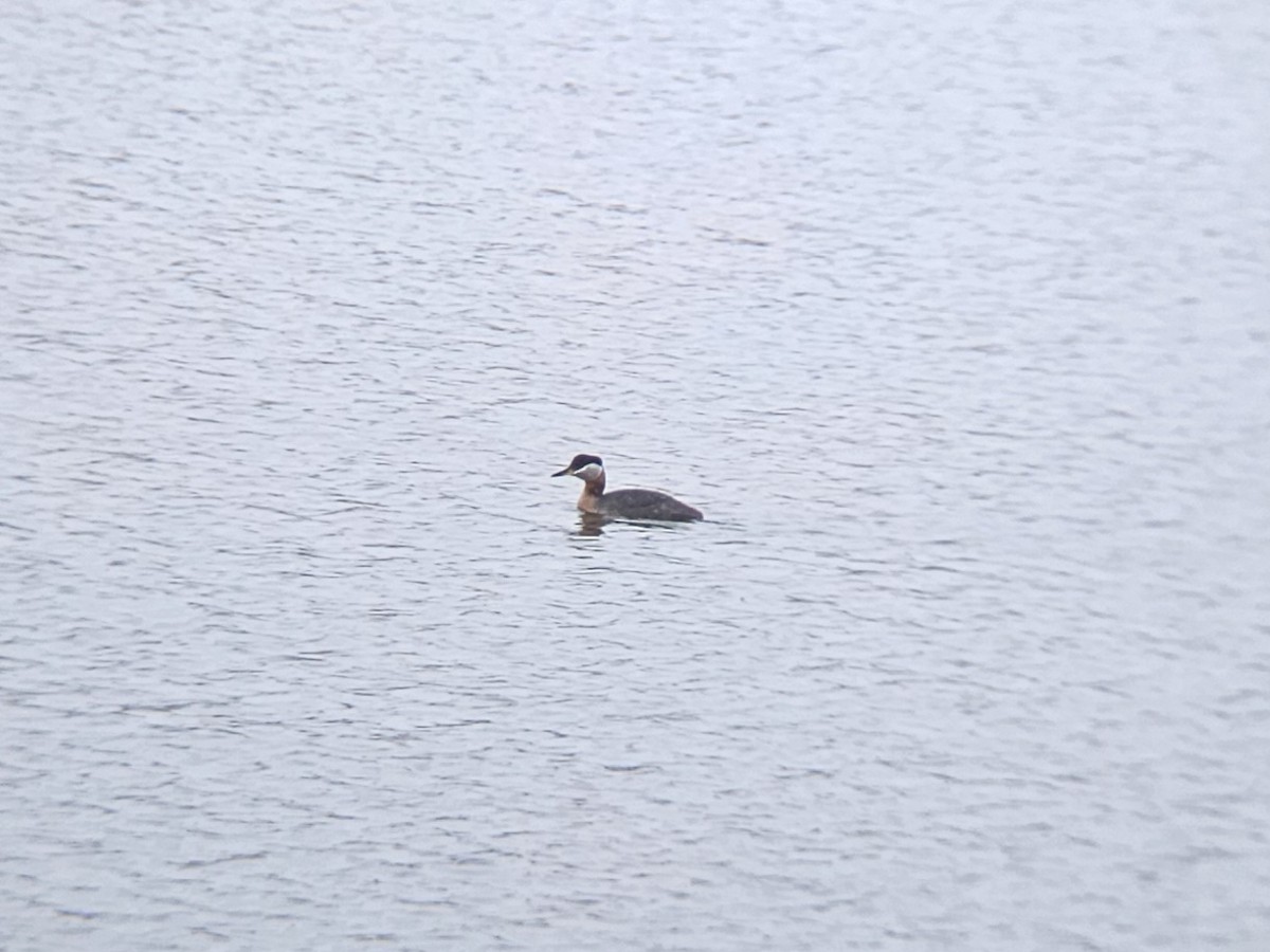 Red-necked Grebe - ML634242593