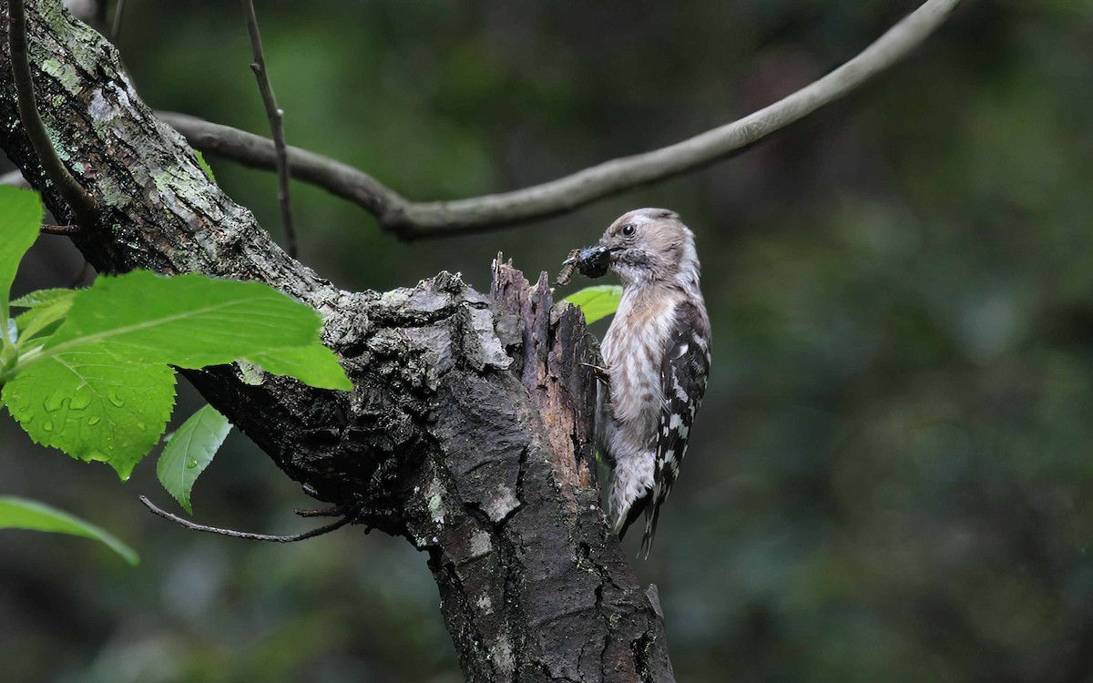 Japanese Pygmy Woodpecker - ML634242607