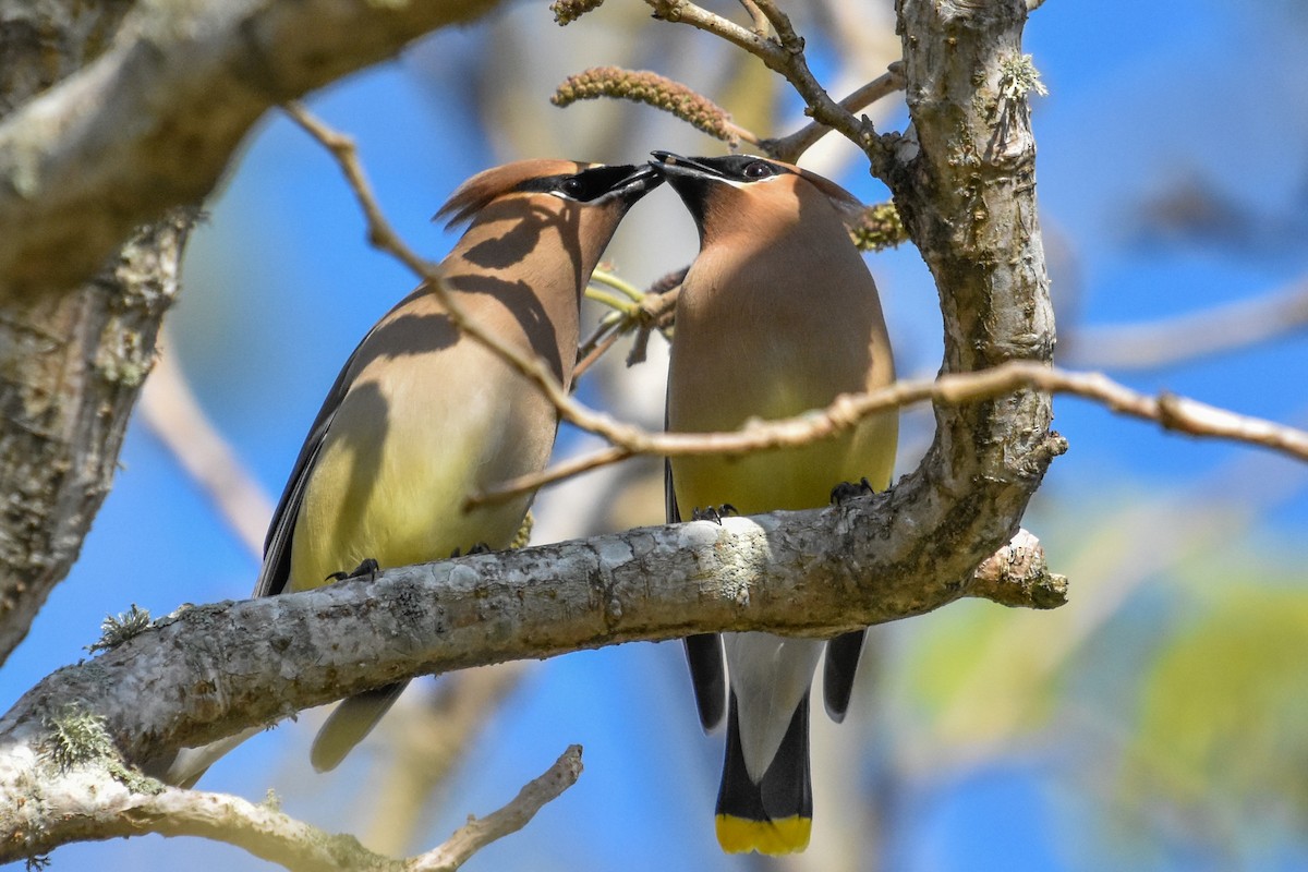 Cedar Waxwing - ML634242678