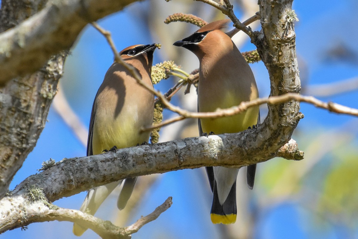 Cedar Waxwing - ML634242679
