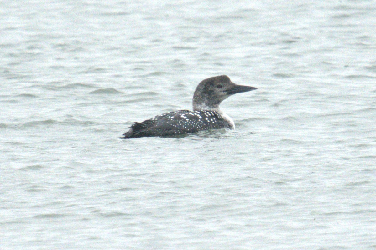 Common Loon - ML634242832