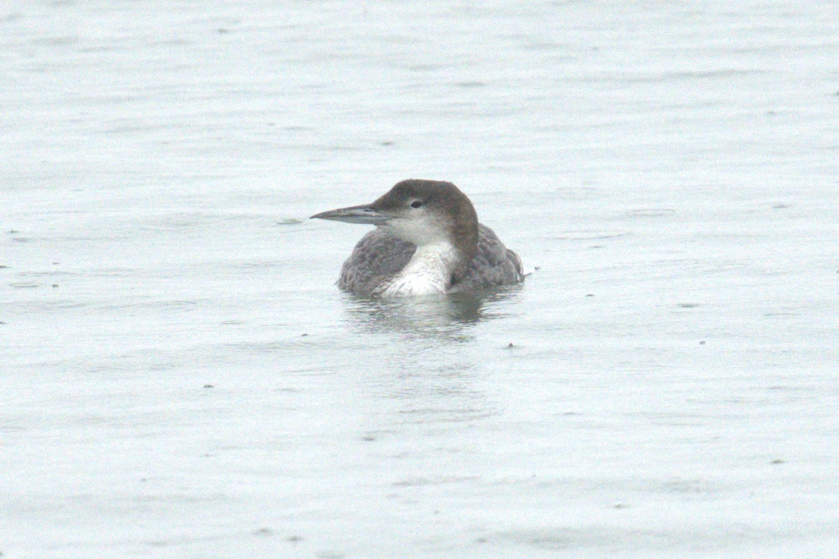 Common Loon - ML634242834