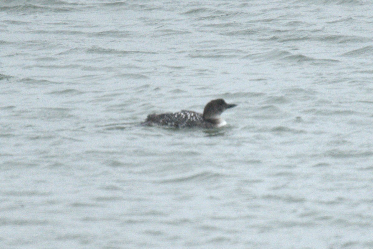 Common Loon - ML634242838