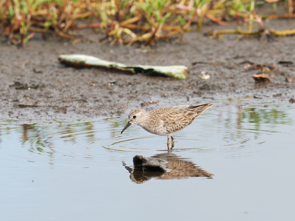 Least Sandpiper - ML634242845