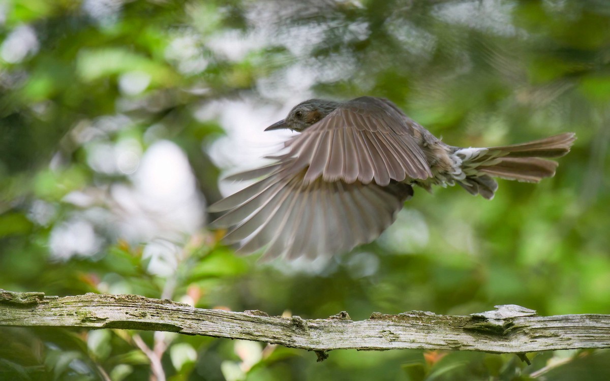 Brown-eared Bulbul - ML634242847