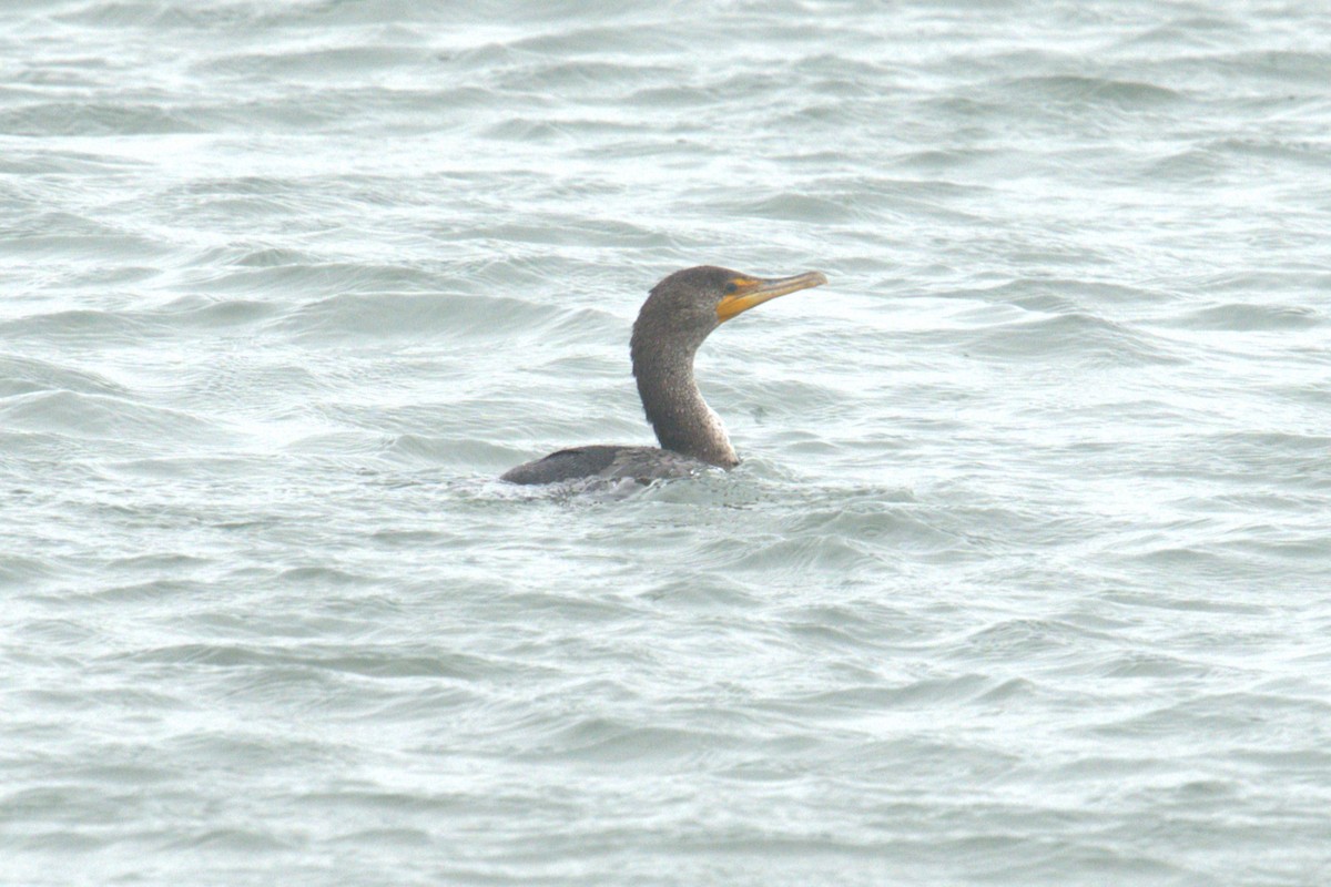 Double-crested Cormorant - ML634242880